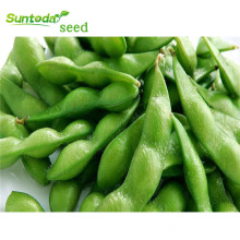 vegetable seedlings Organic green bean  soybean seeds